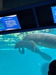 沖縄美ら海水族館に投稿された画像（2025/6/16）
