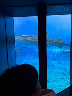 沖縄美ら海水族館に投稿された画像（2025/6/16）