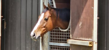 ノーザンホースパークに投稿された画像（2025/6/16）