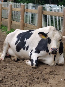神戸市立六甲山牧場に投稿された画像（2025/6/16）