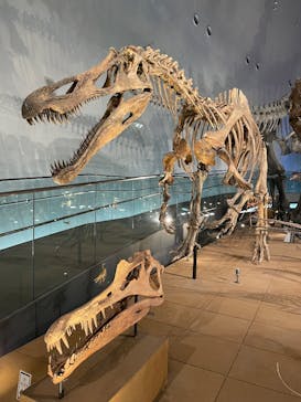 福井県立恐竜博物館に投稿された画像（2025/6/16）