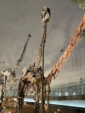 福井県立恐竜博物館に投稿された画像（2025/6/16）