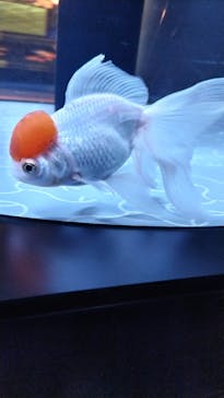 すみだ水族館に投稿された画像（2025/6/16）