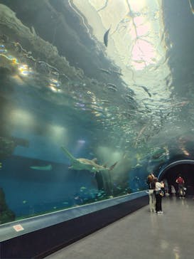 マクセル アクアパーク品川に投稿された画像（2025/6/16）