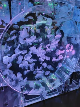 マクセル アクアパーク品川に投稿された画像（2025/6/16）