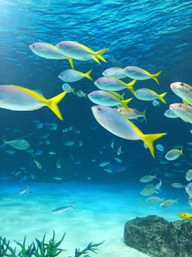 サンシャイン水族館に投稿された画像（2025/6/16）