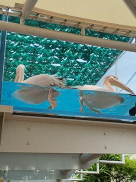 サンシャイン水族館に投稿された画像（2025/6/16）