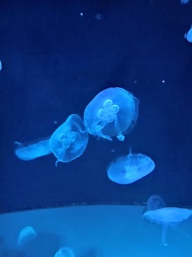 サンシャイン水族館に投稿された画像（2025/6/16）