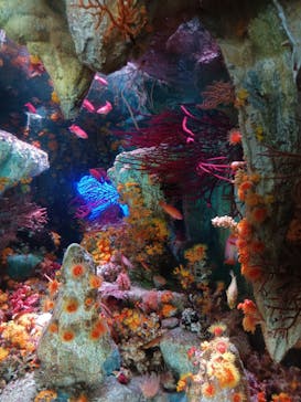 サンシャイン水族館に投稿された画像（2025/6/16）