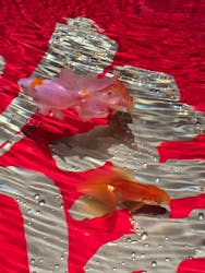 AQUARIUM × ART　atoaに投稿された画像（2025/6/16）