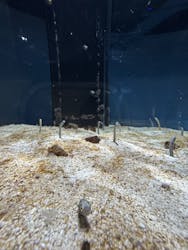 AQUARIUM × ART　atoaに投稿された画像（2025/6/16）