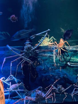 竹島水族館に投稿された画像（2025/6/16）