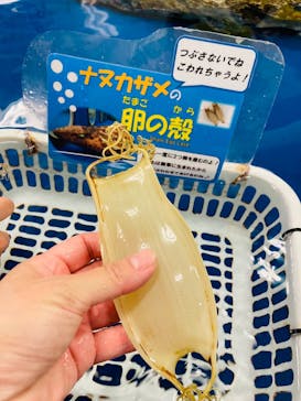 竹島水族館に投稿された画像（2025/6/16）