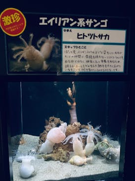 竹島水族館に投稿された画像（2025/6/16）