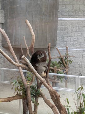 淡路ファームパーク イングランドの丘に投稿された画像（2025/6/16）