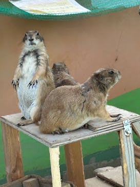 淡路ファームパーク イングランドの丘に投稿された画像（2025/6/16）