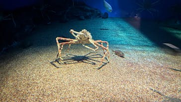 アクアワールド茨城県大洗水族館に投稿された画像（2025/6/16）