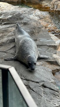 しながわ水族館に投稿された画像（2025/6/17）