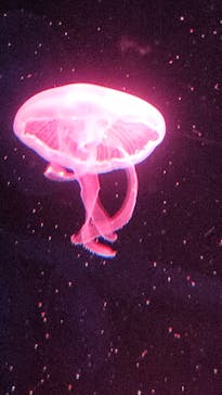 京都水族館×ニデック京都タワーに投稿された画像（2025/6/17）