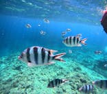 沖縄マリンサービス碧に投稿された画像（2025/6/17）