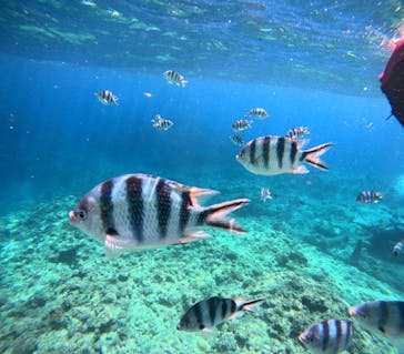 沖縄マリンサービス碧に投稿された画像（2025/6/17）