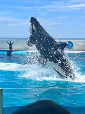 鴨川シーワールドに投稿された画像（2025/6/17）