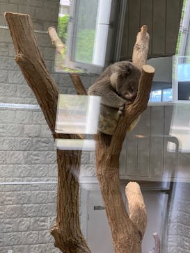 淡路ファームパーク イングランドの丘に投稿された画像（2025/6/17）