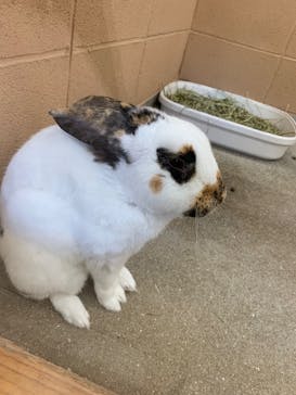 淡路ファームパーク イングランドの丘に投稿された画像（2025/6/17）