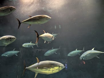 葛西臨海水族園に投稿された画像（2025/6/17）