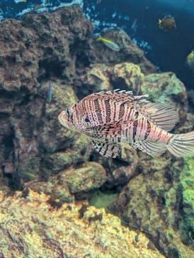 葛西臨海水族園に投稿された画像（2025/6/17）