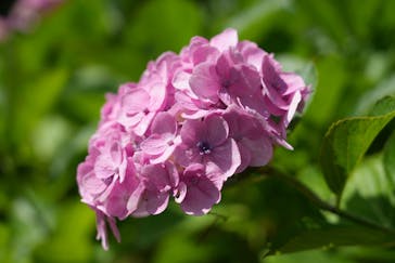 万博記念公園に投稿された画像（2025/6/17）