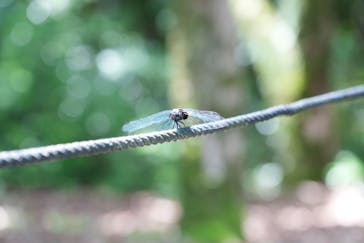 万博記念公園に投稿された画像（2025/6/17）