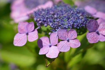 万博記念公園に投稿された画像（2025/6/17）