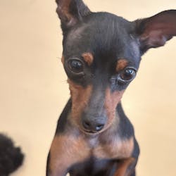 世界の名犬牧場に投稿された画像（2025/6/17）