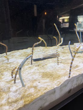 京都水族館に投稿された画像（2025/6/17）