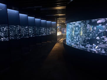 京都水族館に投稿された画像（2025/6/17）