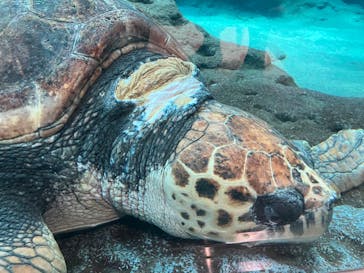 名古屋港水族館に投稿された画像（2025/6/17）