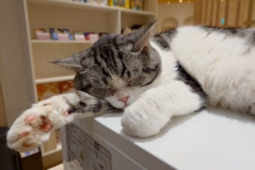 猫カフェモカ　イオンモール幕張新都心店に投稿された画像（2025/6/17）