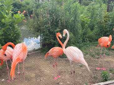 名古屋市東山動植物園に投稿された画像（2025/6/17）