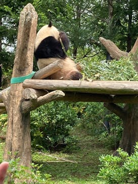 恩賜上野動物園に投稿された画像（2025/6/17）