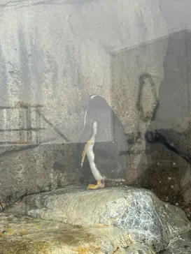 仙台うみの杜水族館に投稿された画像（2025/6/17）