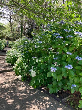 横浜・八景島シーパラダイス　プレジャーランドに投稿された画像（2025/6/17）