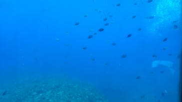 ベイクルーズ・宮古島 モンブランに投稿された画像（2025/6/17）