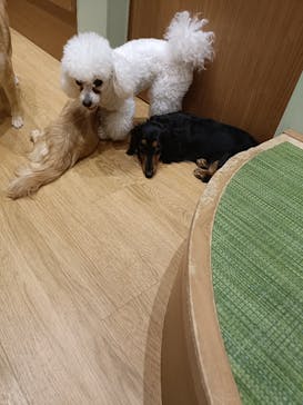 いぬカフェRio 新宿店に投稿された画像（2025/6/17）