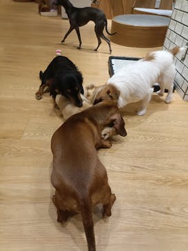 いぬカフェRio 新宿店に投稿された画像（2025/6/17）