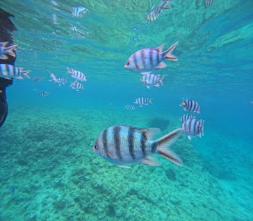 沖縄マリンサービス碧に投稿された画像（2025/6/18）