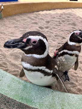 大分マリーンパレス水族館 「うみたまご」に投稿された画像（2025/6/18）