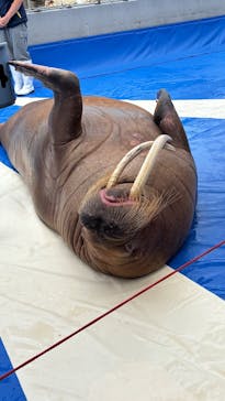 大分マリーンパレス水族館 「うみたまご」に投稿された画像（2025/6/18）