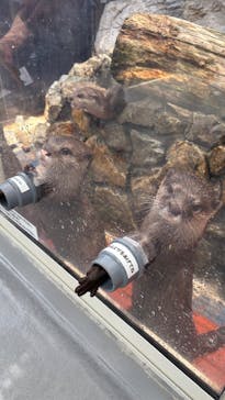 大分マリーンパレス水族館 「うみたまご」に投稿された画像（2025/6/18）