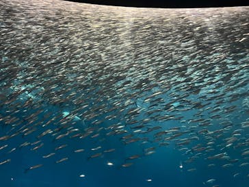 名古屋港水族館に投稿された画像（2025/6/18）
